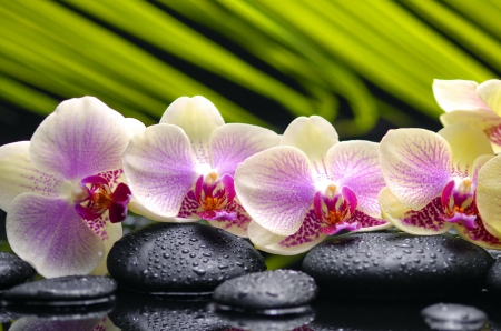 Spa flowers - nice, orchids, delicate, water, wet, lovely, still life, pretty, reflection, beautiful, spa, flowers, stones, bamboo, relax