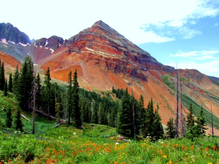 Mountain wildflowers