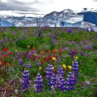 Glacier and wildflowers