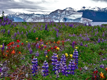 Glacier and wildflowers - pretty, landscape, spring, mountain, flowers, peak, paradise, nice, sky, clouds, national park, winter, beautiful, snowy, lovely, freshness, blooming, wildflowers, Glacier