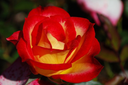 rose - nature, beauty, roses, red