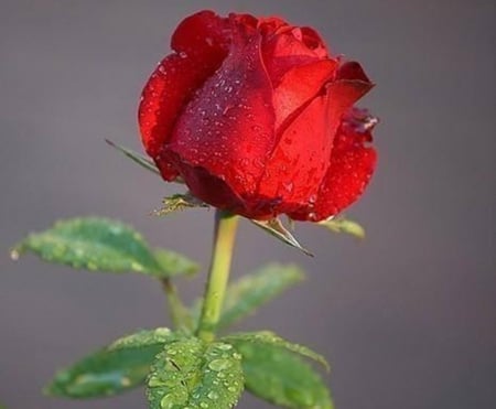 rose - nature, beauty, roses, red