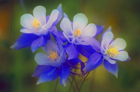 ♥ - flowers, nature, blue, photography, beauty