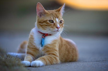 Cat - hat, pretty, cat face, beautiful, beauty, lovely, paws, sweet, cat, kitten, cute, cats, face, sleeping, animals, kitty