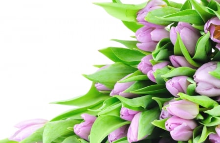 * Tulips * - flowers, lovely, tulips, soft