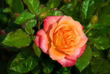 Lovely rose - pretty, beautiful, fragrance, lovely, petals, pink, leaves, fresh, scent, garden