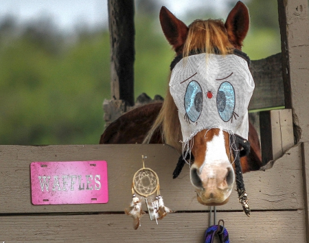 I see - I see !! - photo, horse, funny, stable