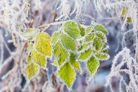 Freeze - snow, trees, winter, freeze