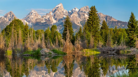 beaver pond at the grand tetons - dams, mountains, forest, pond