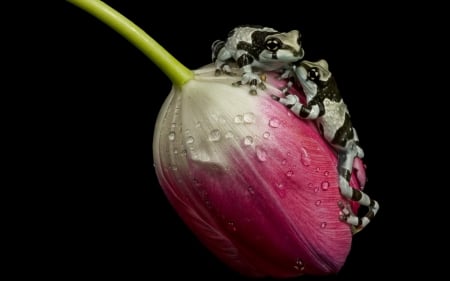 Amazon Milkfrogs - flower, animal, pink, black, background, ampgibians, amazon, tulip, milk frogs, couple