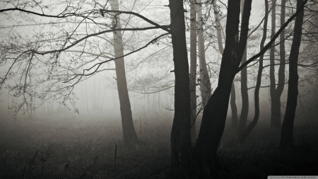 Forest fog - winter, fog, landscape, scene, HD, forest, darkness, dark, black, nature, autumn, mist, cold, wallpaper