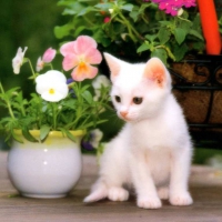 Little Kitty looking At Flowers