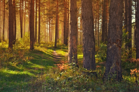 Sunny Forest! - sunny, trees, forest, nature