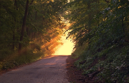 Sunny Forest Pathway! - sunny, forest, nature, pathway