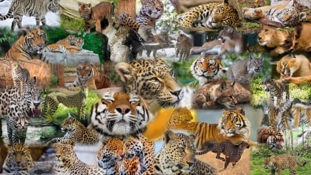 Big Cat Collage - cheetah, lions, leopard, mountain lion, cats, tigers, cougar, wild