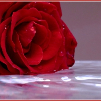 ~ Rose on Water ~