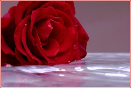 ~ Rose on Water ~ - water, rose, petals, red