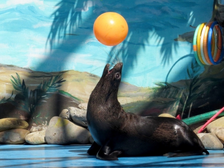 ~ Seal with Ball - water, Seal, ball, playing