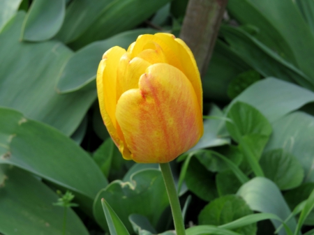 Single Yellow Tulip - tulip, flower, yellow, petals