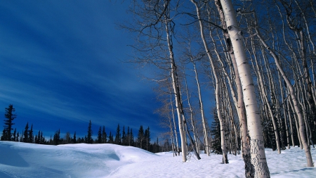 beautiful birch trees in winter - winter, sky, forest, trunks