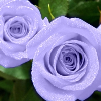 Purple rose