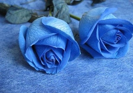 Blue,blue - roses, blue, image, color, wallpaper, new, expression