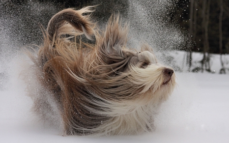 Happy on snow - image, snow, dog, expression, color, new, wallpaper