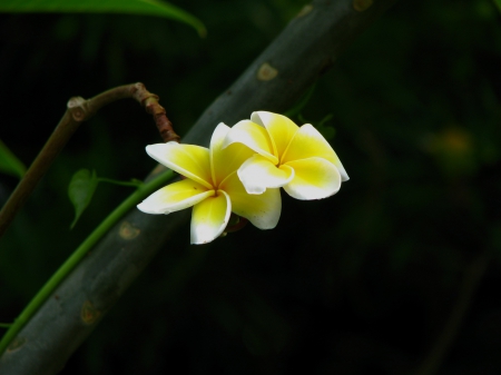 White Frangipani From Bali - frangipani, bali, white frangipani from bali, white, nature, white frangipani, flowers, plumerias, flower, plumeria