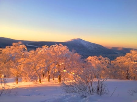 Frozen sunset - snow, trees, winter, sunset