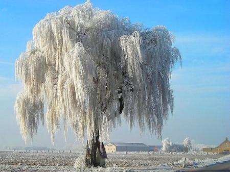 Winter willow - winter, tree, snow, willow