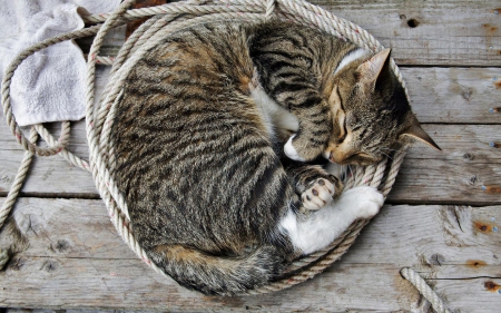 rolled up cat - tabby, grey, white, asleep