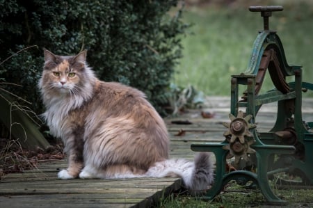 Cat - paws, face, pretty, cute, animals, beauty, beautiful, sweet, cat, sleeping, kitty, cats, kitten, hat, lovely, cat face