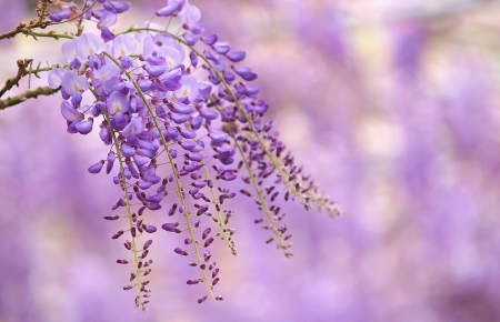 Wisteria - purple, wisteria, flower, pink