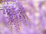 Wisteria