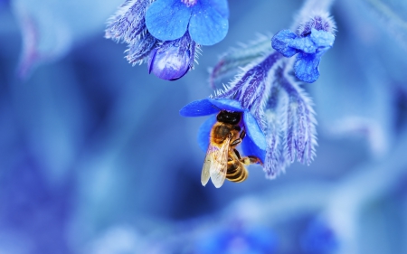 bee in nature - bee, nature, blue, hd, earth, love, flower