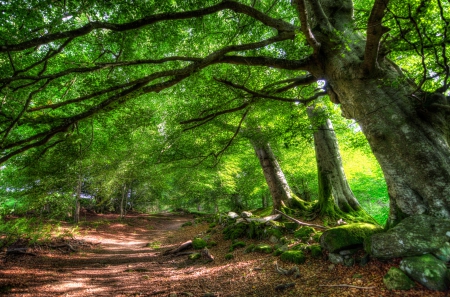 forest hd - hd, nature, forest, walk, green