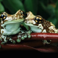 frogs couple