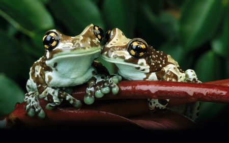 frogs couple - animal, nature, hd, earth, love, frog