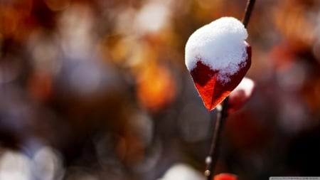 First snow - abstract, winter, photography, snow, HD, leaves, nature, autumn, macro, leaf, wallpaper