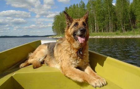 German Shepherd - trees, nature, resting, watchdog, boat, lake