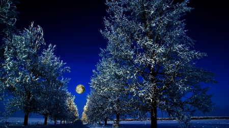 LIGHTED WINTER NIGHT - path, moon, trees, winter, forest, light