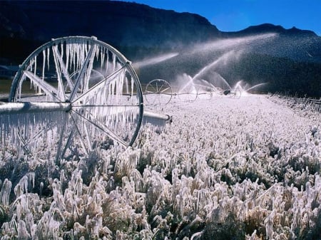 Winter watering - prevention, landscape, plants, frost, field