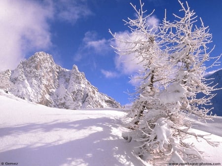 Snowfield - snow, shadows, sunshine, mountains, tree