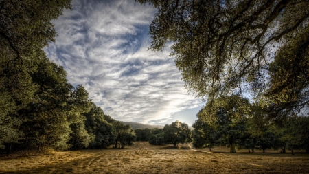 lovely forest clearing hdr - forest, clearing, clouds, hdr, grass