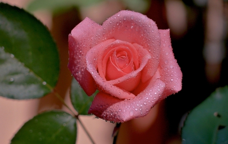 Rose - flowers, rose, pink, beautiful