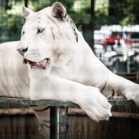 White Tiger