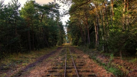 abandoned railroad tracks through a forest - path, grass, tracks, forest