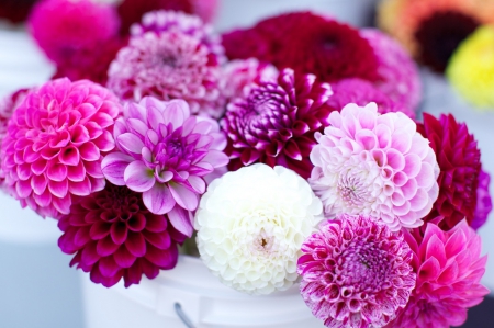 Dahlias