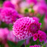 Purple Dahlias