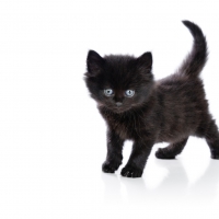 Black Kitten